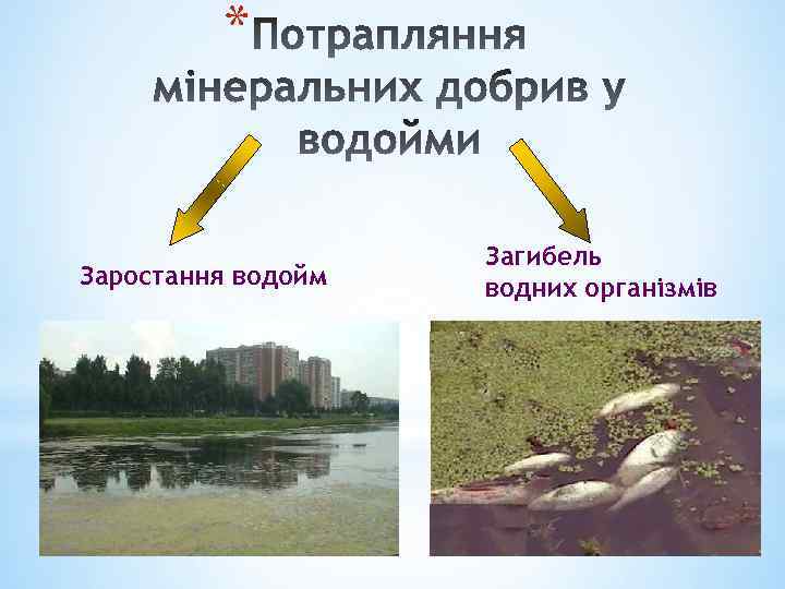 * Заростання водойм Загибель водних організмів 