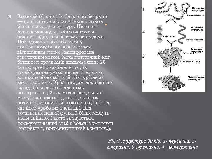  Зазвичай білки є лінійними полімерами — поліпептидами, хоча інколи мають більш складну структуру.
