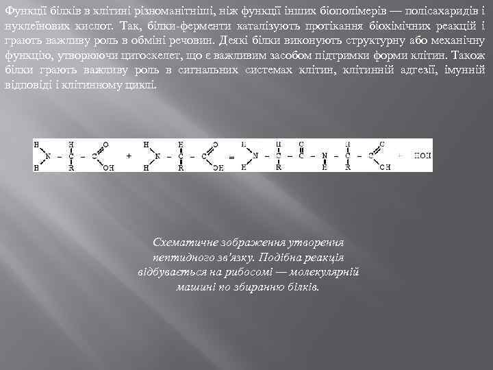 Функції білків в клітині різноманітніші, ніж функції інших біополімерів — полісахаридів і нуклеїнових кислот.