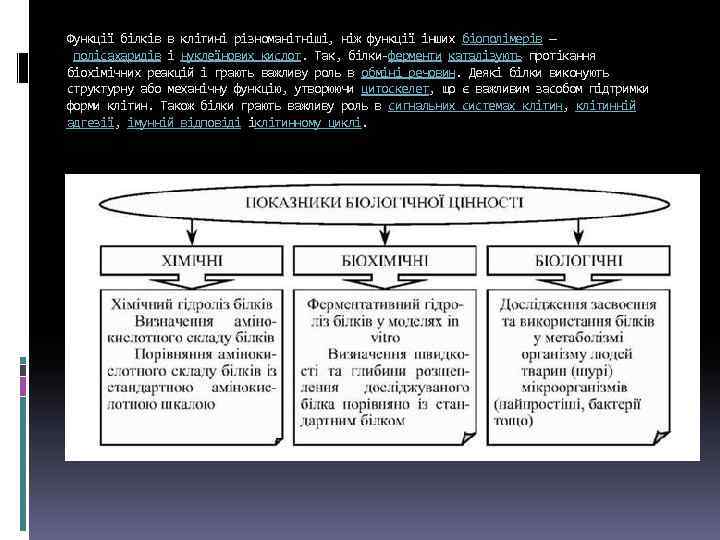 Функції білків в клітині різноманітніші, ніж функції інших біополімерів — полісахаридів і нуклеїнових кислот.
