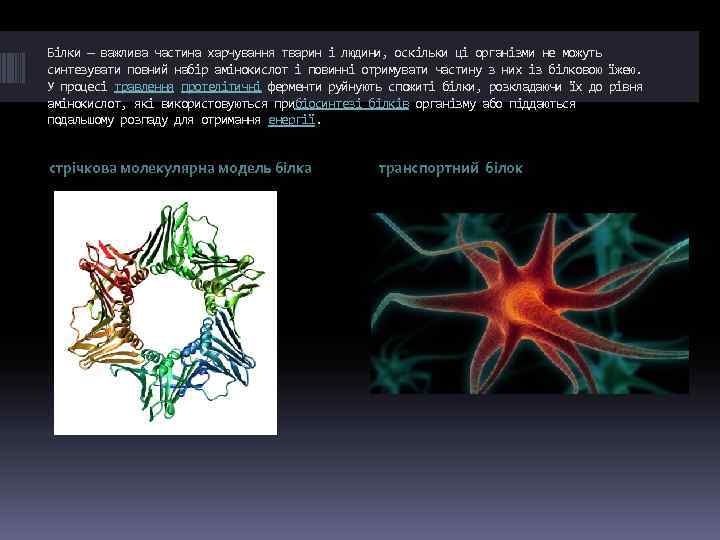Білки — важлива частина харчування тварин і людини, оскільки ці організми не можуть синтезувати