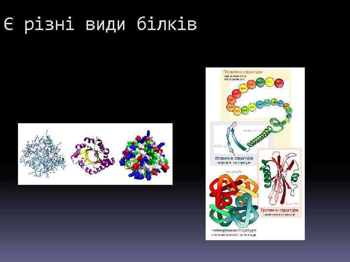 Є різні види білків 