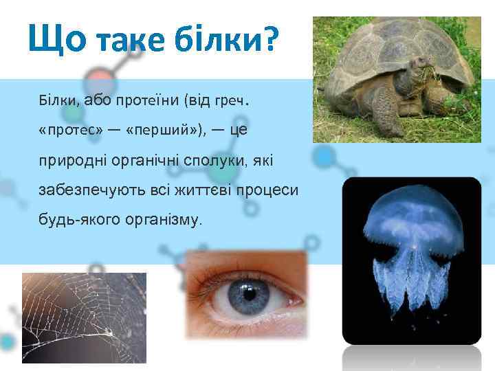 Що 02 таке білки? Білки, або протеїни (від греч. «протес» — «перший» ), —