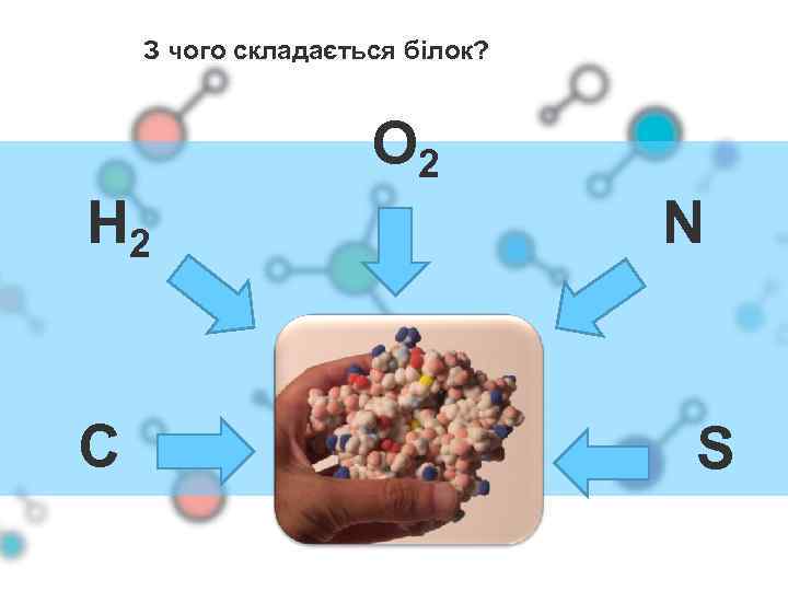 З чого складається білок? O 2 H 2 C N S 