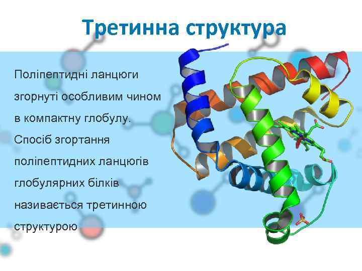 Третинна структура Поліпептидні ланцюги згорнуті особливим чином в компактну глобулу. Спосіб згортання поліпептидних ланцюгів