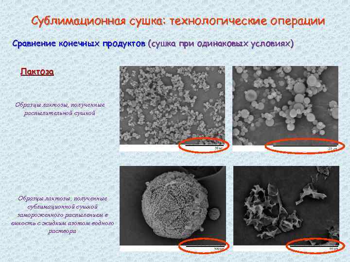 Сублимационная сушка: технологические операции Сравнение конечных продуктов (сушка при одинаковых условиях) Лактоза Образцы лактозы,