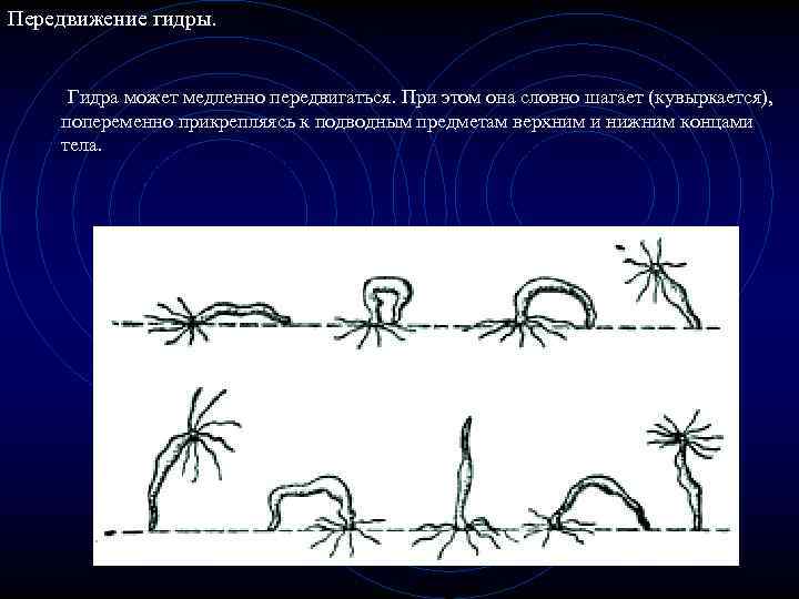 Передвижение гидры. Гидра может медленно передвигаться. При этом она словно шагает (кувыркается), попеременно прикрепляясь