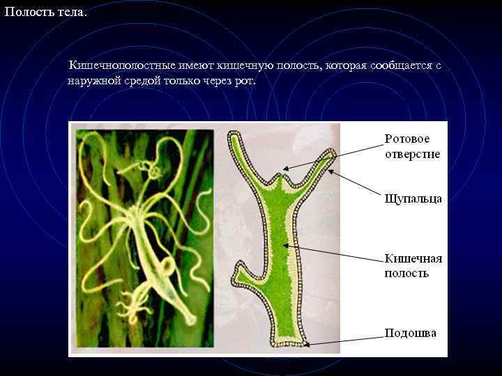 Полость тела. Кишечнополостные имеют кишечную полость, которая сообщается с наружной средой только через рот.