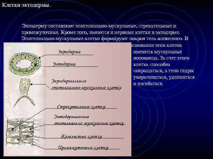 Энтодерма нервные клетки. Клетки эктодермы и энтодермы и их функции. Нервные клетки эктодермы. Строение эктодермы. Эпителиально-мускульная клетка эктодермы.