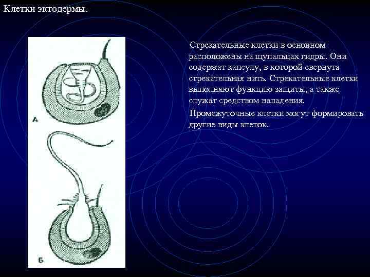 Клетки эктодермы. Стрекательные клетки в основном расположены на щупальцах гидры. Они содержат капсулу, в