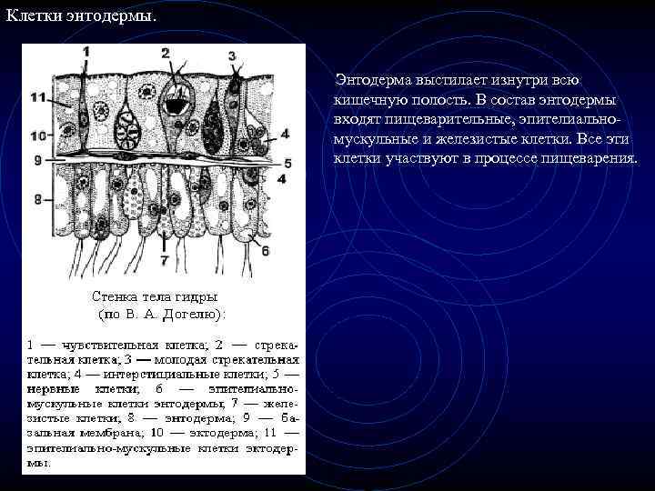 Заполните пропуски в тексте стенки тела гидры состоят из