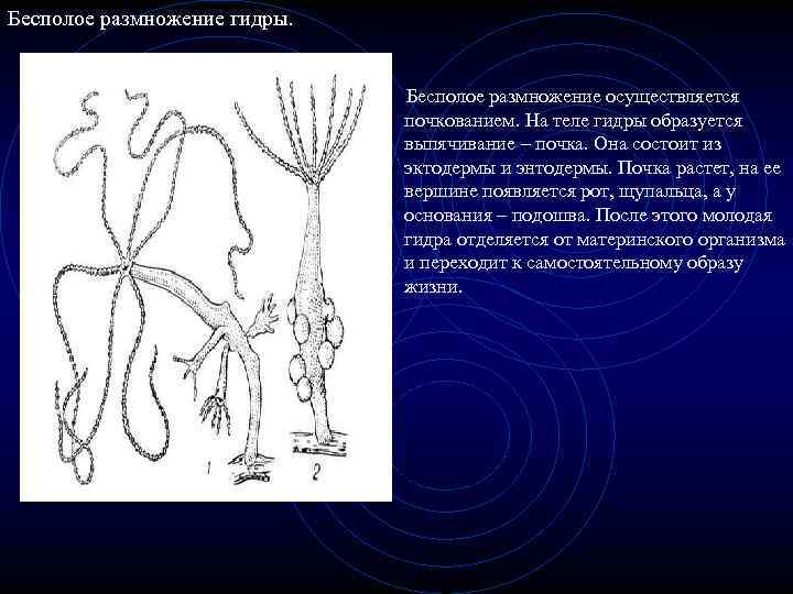 Бесполое размножение гидры. Бесполое размножение осуществляется почкованием. На теле гидры образуется выпячивание – почка.