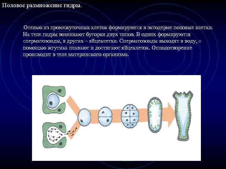 Какие клетки образуются путем половых. Половое размножение клеток. Половое размножение гидры. Размножение гидры. Половое размножение гидры стадии.