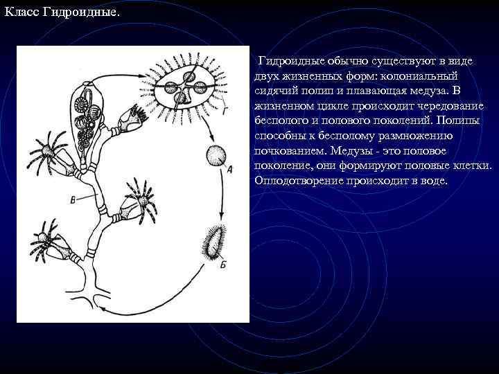 Класс Гидроидные. Гидроидные обычно существуют в виде двух жизненных форм: колониальный сидячий полип и