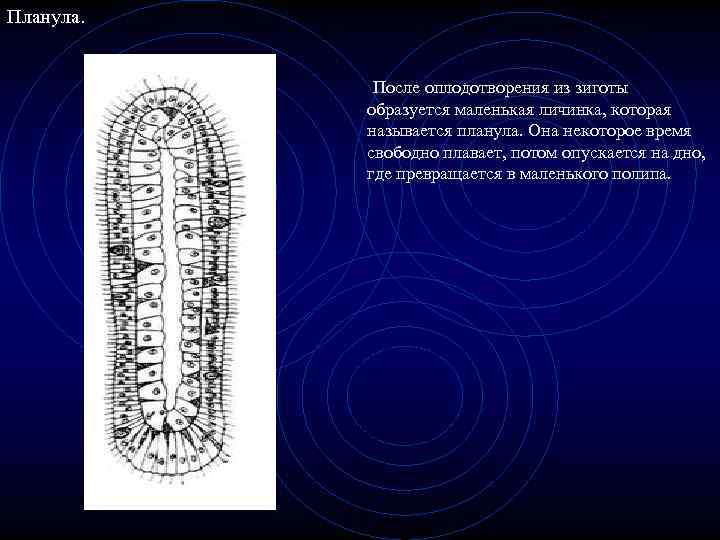 Планула. После оплодотворения из зиготы образуется маленькая личинка, которая называется планула. Она некоторое время