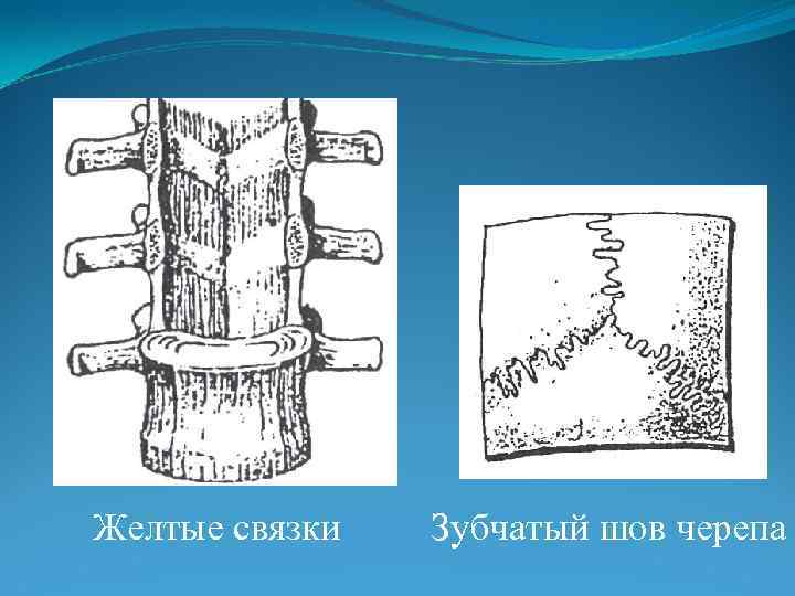 Желтые связки Зубчатый шов черепа 