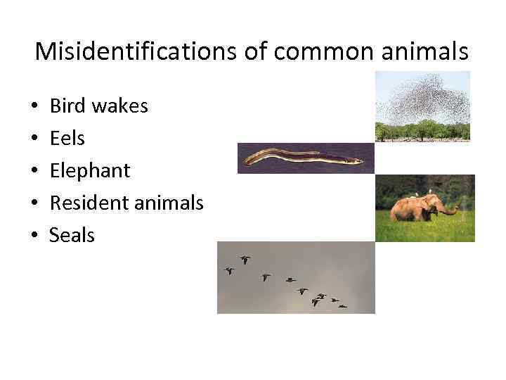 Misidentifications of common animals • • • Bird wakes Eels Elephant Resident animals Seals