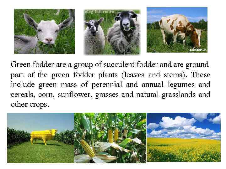 Green fodder are a group of succulent fodder and are ground part of the