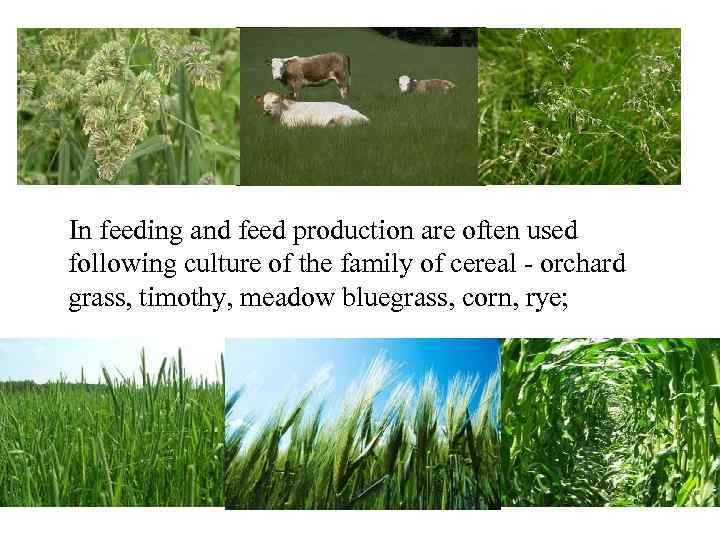 In feeding and feed production are often used following culture of the family of