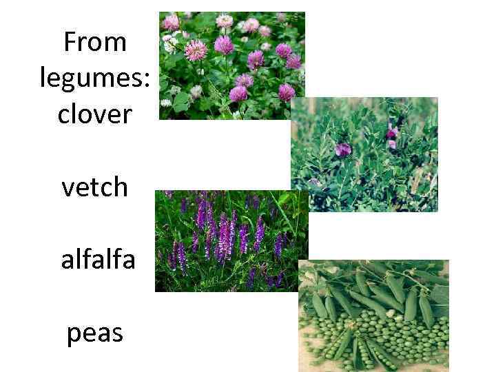 From legumes: clover vetch alfalfa peas 