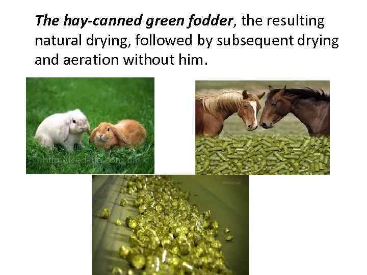 The hay-canned green fodder, the resulting natural drying, followed by subsequent drying and aeration