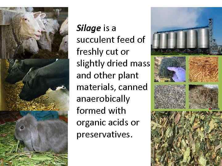 Silage is a succulent feed of freshly cut or slightly dried mass and other