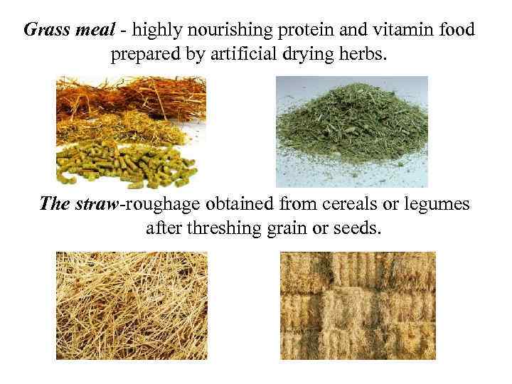 Grass meal - highly nourishing protein and vitamin food prepared by artificial drying herbs.