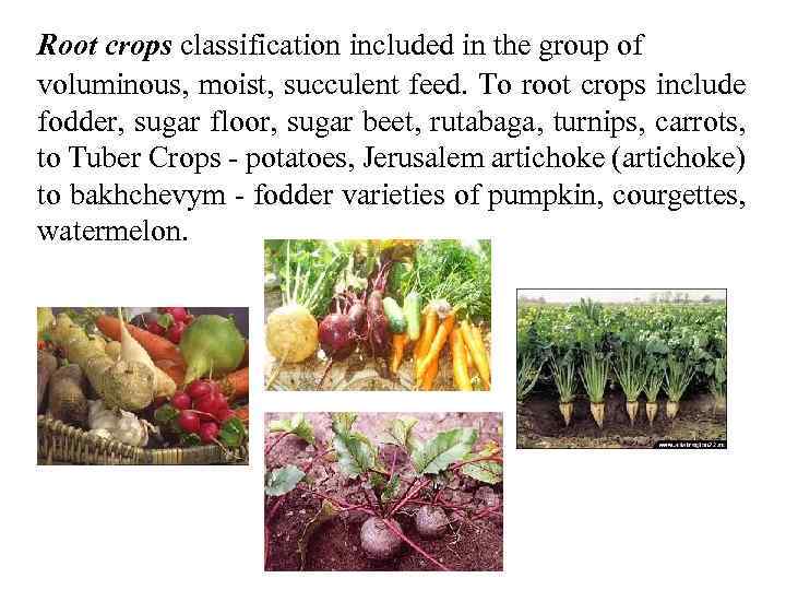 Root crops classification included in the group of voluminous, moist, succulent feed. To root