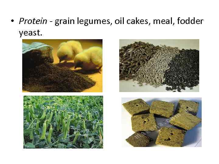  • Protein - grain legumes, oil cakes, meal, fodder yeast. 