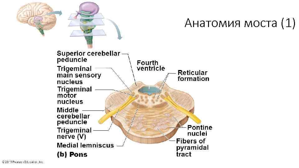Анатомия моста (1) 