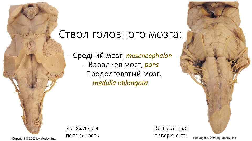 Ствол головного мозга: - Средний мозг, mesencephalon - Варолиев мост, pons - Продолговатый мозг,