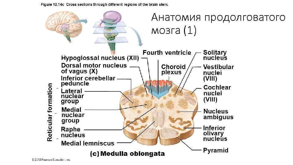 Анатомия продолговатого мозга (1) 