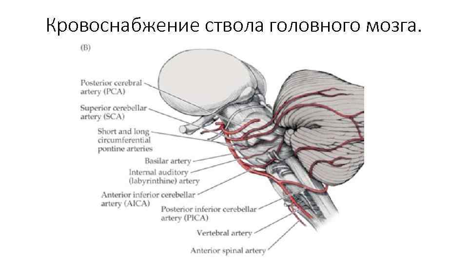 Кровоснабжение ствола головного мозга. 