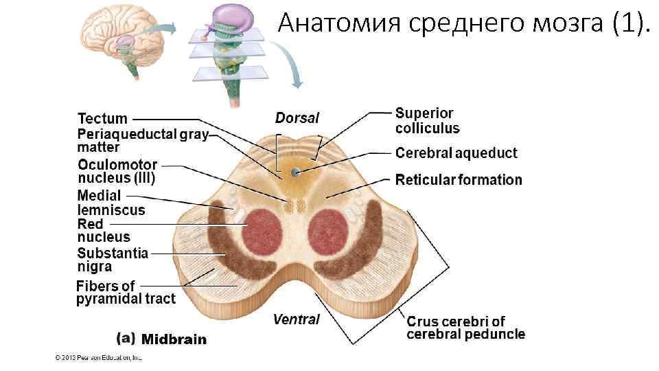 Анатомия среднего мозга (1). 