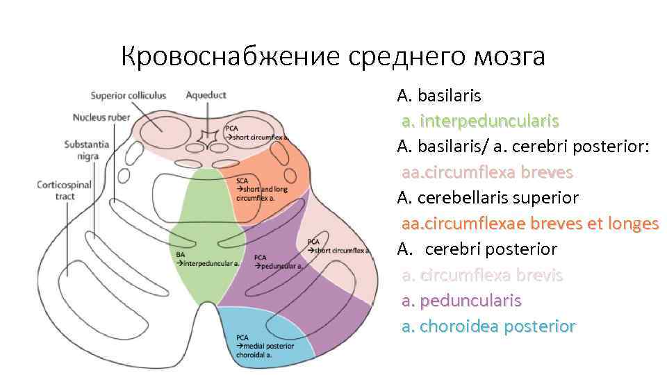 Кровоснабжение среднего мозга A. basilaris a. interpeduncularis A. basilaris/ a. cerebri posterior: aa. circumflexa