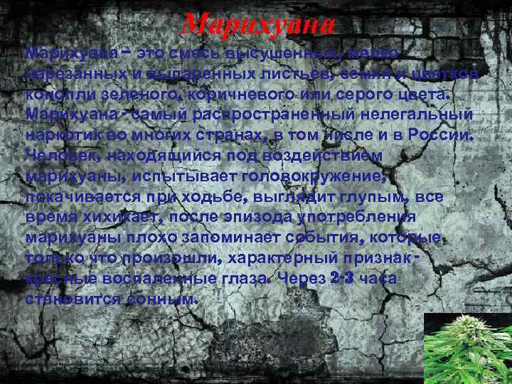 Марихуана – это смесь высушенных, мелко нарезанных и выпаренных листьев, семян и цветков конопли