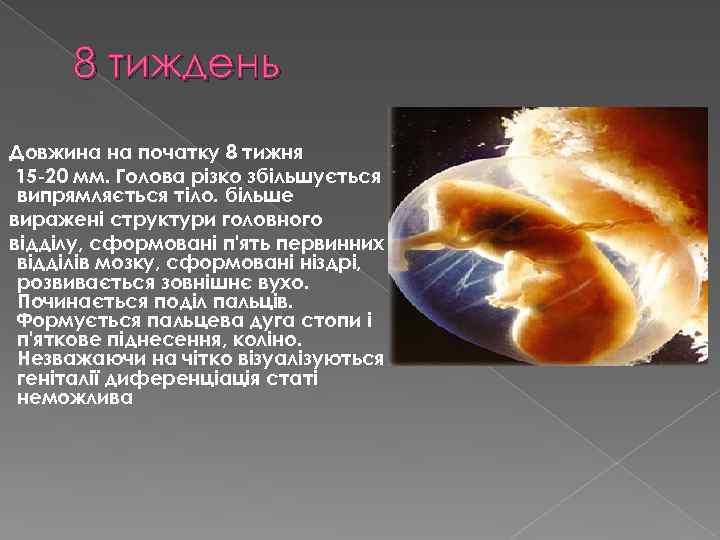 8 тиждень Довжина на початку 8 тижня 15 -20 мм. Голова різко збільшується ,