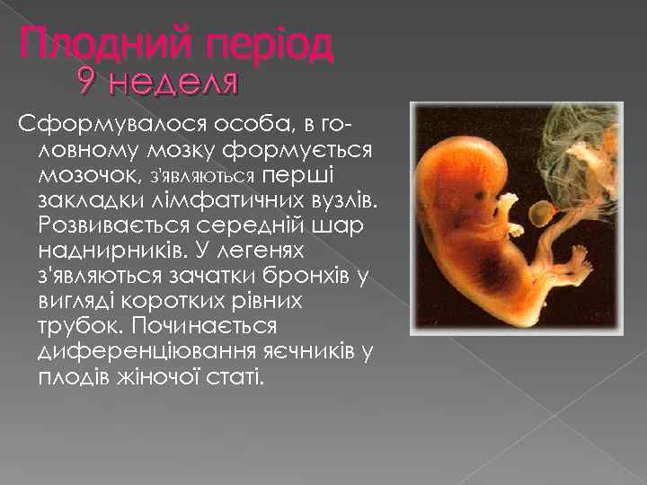 Плодний період 9 неделя Сформувалося особа, в головному мозку формується мозочок, з'являються перші закладки