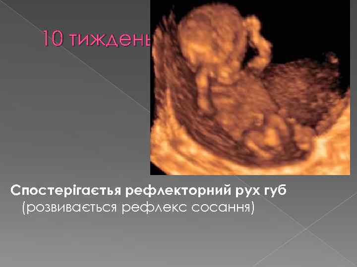 10 тиждень Спостерігаєтья рефлекторний рух губ (розвивається рефлекс сосання) 
