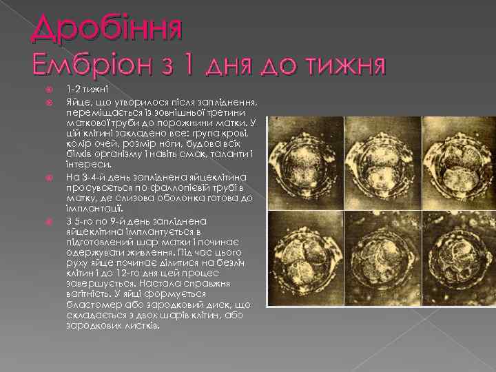 Дробіння Ембріон з 1 дня до тижня 1 -2 тижні Яйце, що утворилося після