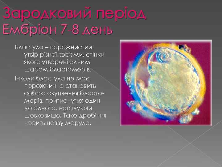 Зародковий період Ембріон 7 -8 день Бластула – порожнистий утвір різної форми, стінки якого
