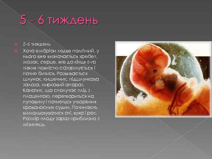 5 - 6 тиждень 5 -6 тиждень Хоча ембріон ледве помітний, у нього вже
