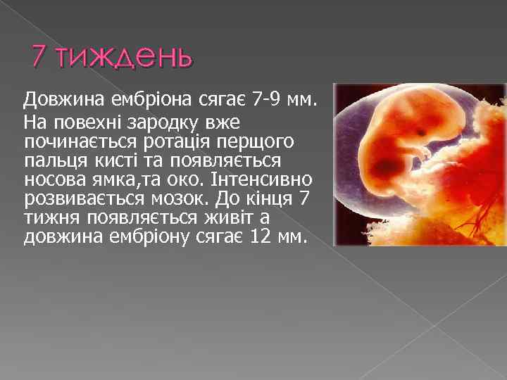 7 тиждень Довжина ембріона сягає 7 -9 мм. На повехні зародку вже починається ротація
