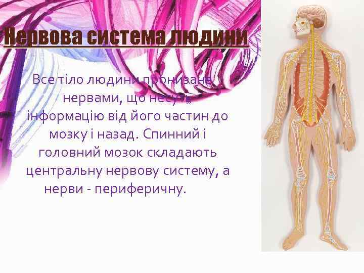 Нервова система людини Все тіло людини пронизане нервами, що несуть інформацію від його частин