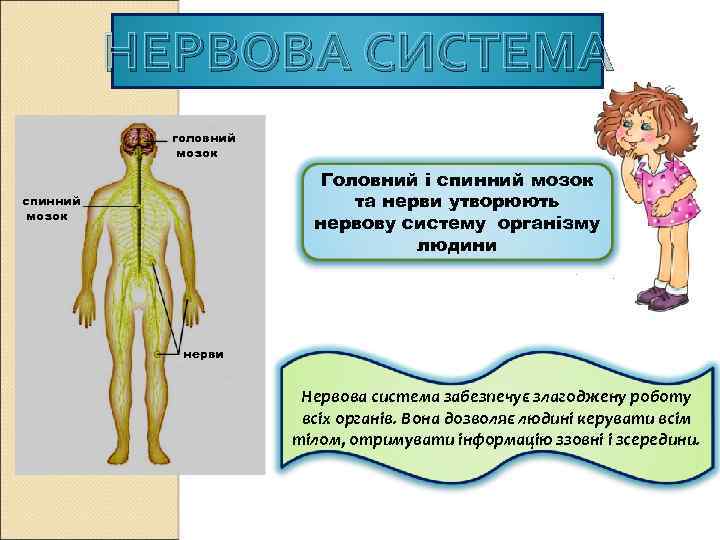 НЕРВОВА СИСТЕМА головний мозок Головний і спинний мозок та нерви утворюють нервову систему організму