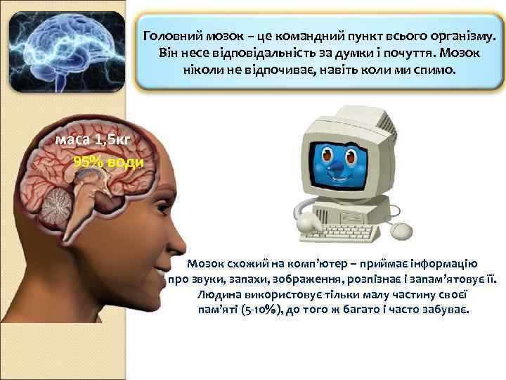 Головний мозок – це командний пункт всього організму. Він несе відповідальність за думки і