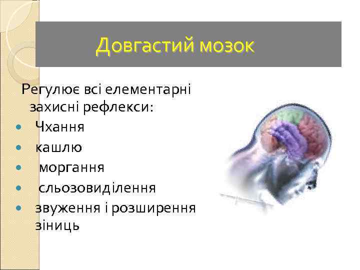  Довгастий мозок Регулює всі елементарні захисні рефлекси: Чхання кашлю моргання сльозовиділення звуження і