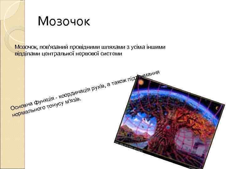 Мозочок, пов'язаний провідними шляхами з усіма іншими відділами центральної нервової системи ня иман дтр