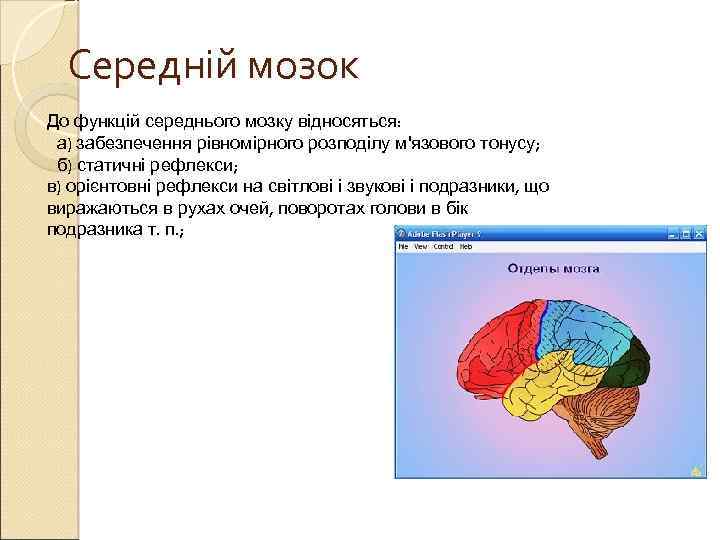 Середній мозок До функцій середнього мозку відносяться: а) забезпечення рівномірного розподілу м'язового тонусу; б)