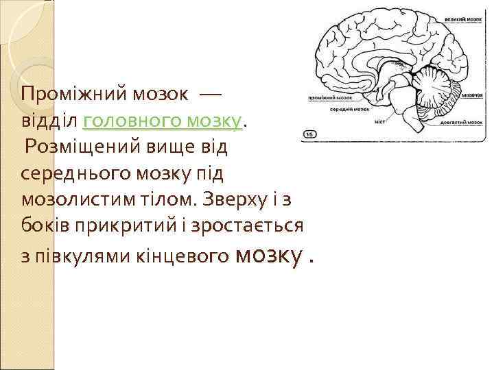 Проміжний мозок — відділ головного мозку. Розміщений вище від середнього мозку під мозолистим тілом.